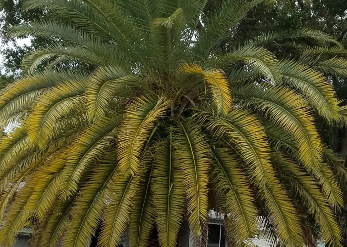 Majesty Palm Yellow Leaves