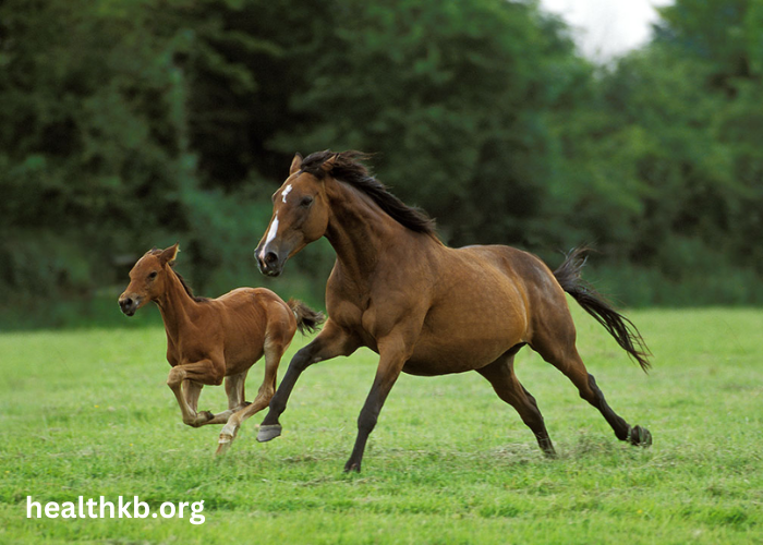 Horses